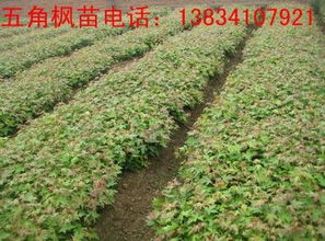 绛县晋航苗木种植专业合作社 农商通普通会员