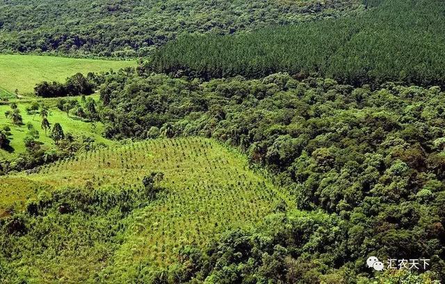 15省最新绿化造林规划出炉,苗木销售将迎来爆发期!